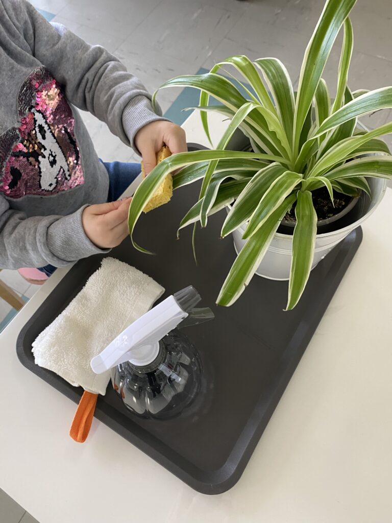 vie pratique - vie sensoriel - plante avec pulvérisateur d'eau et chiffon doux