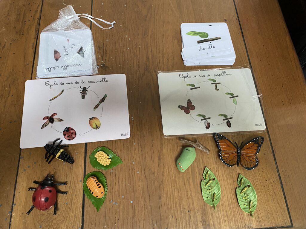 connaissance du monde cycle de vie des insectes