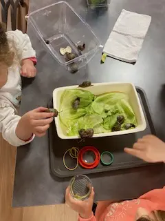 observation d'escargot