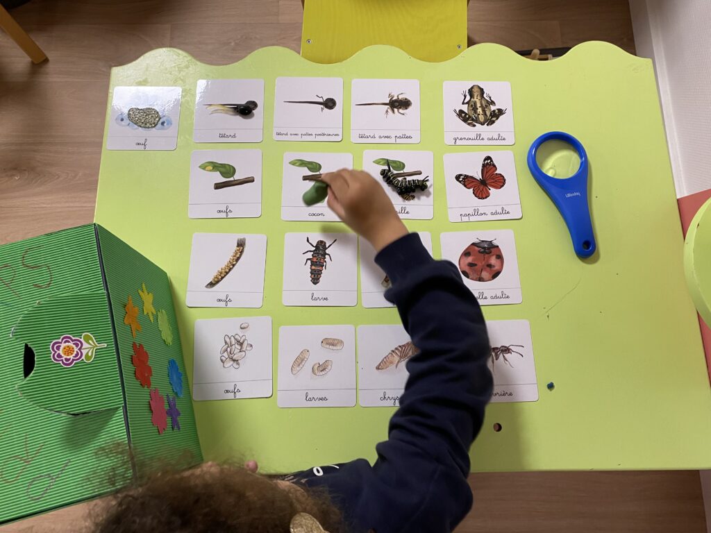 cartes montrant le cycle de vie des animaux