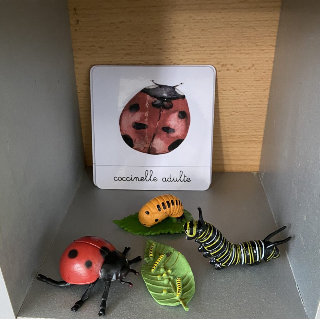 figurines du cycle de vie des animaux