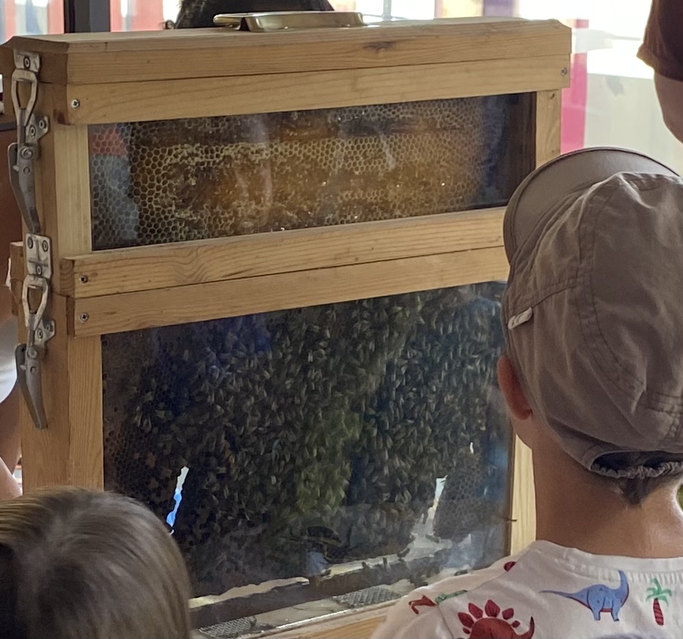 Atelier découverte d'une ruche vitrée